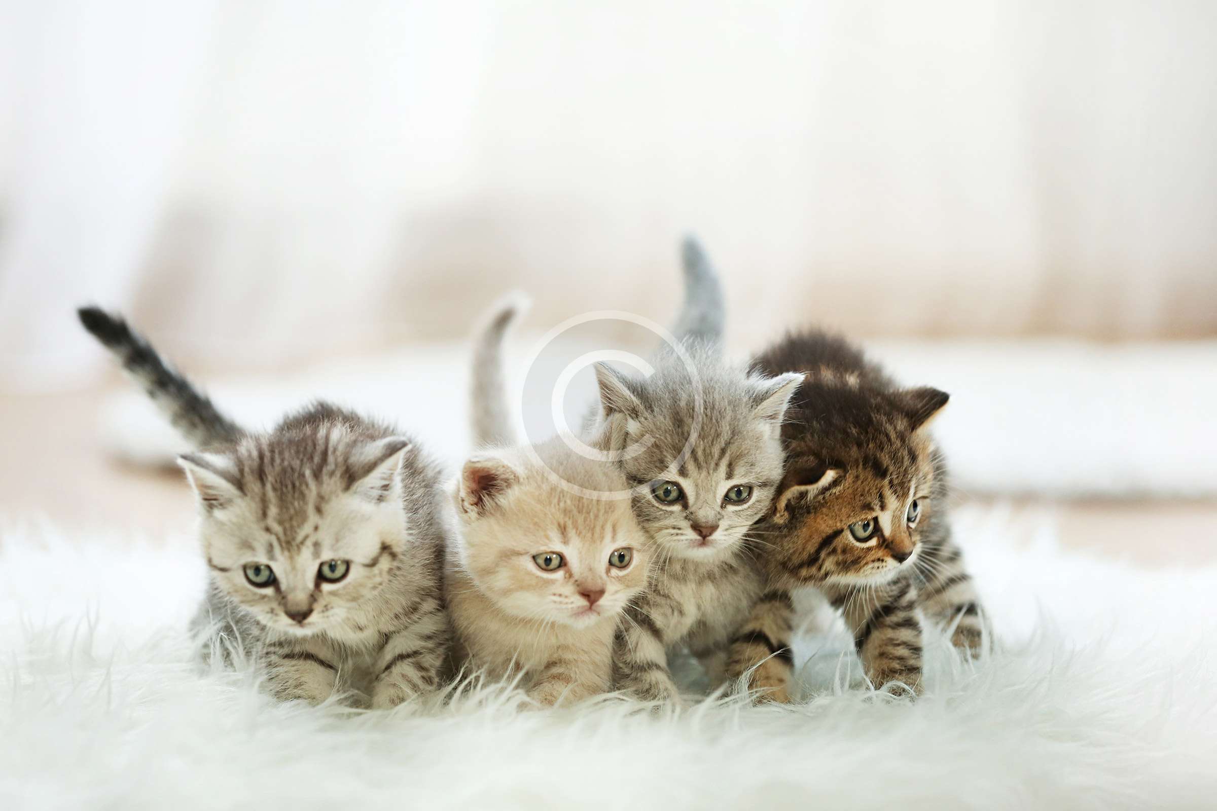 image-13 The Reasons Why Cats Play With Toys
