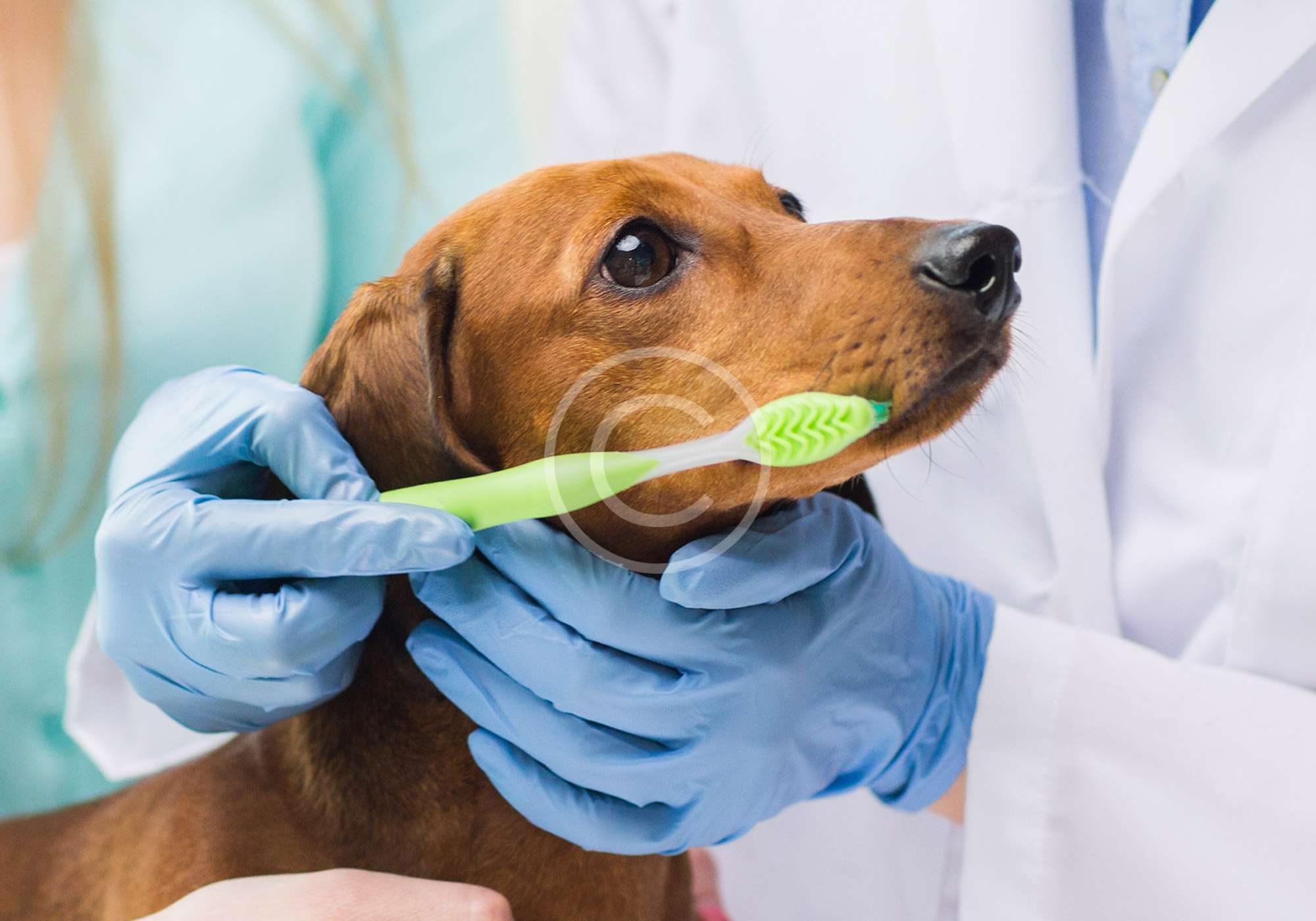 image-16 How to Brush Your Dog’s Teeth