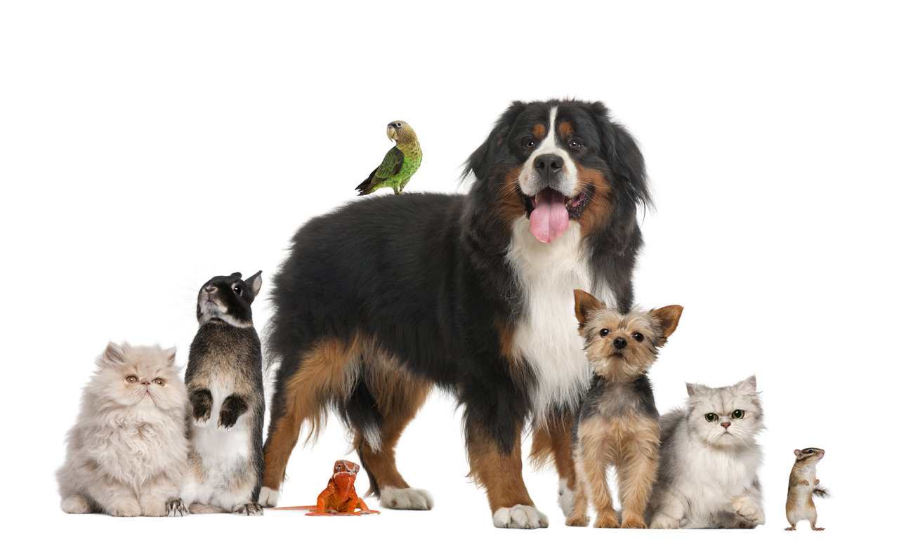 reavet online petshop