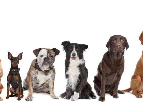 psi_slajder_pocetna psi_slajder_pocetna.reavet onlinepetshop beograd